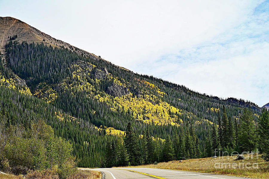 Colorado Gold Rush Photograph by Jon Burch Photography