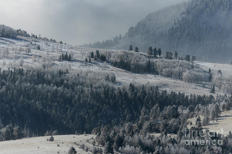Colorado Gray Winter Wonderland Photograph by Steven Krull