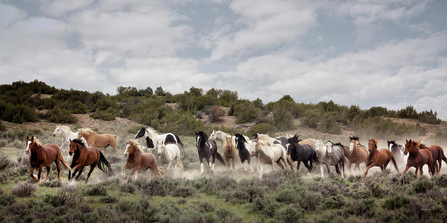 Colorado Horse Drive Photograph by Phyllis Burchett