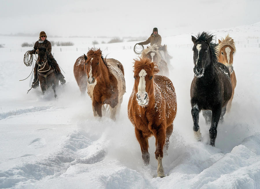 Colorado Horses in Pure White Snow Photograph by David Soldano