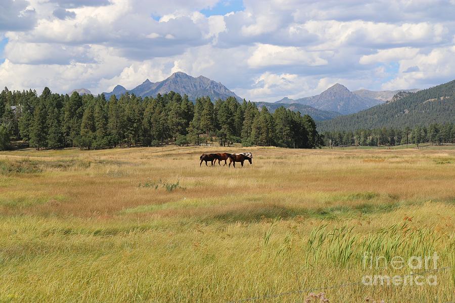 Colorado Horses Photograph by Veronica Batterson