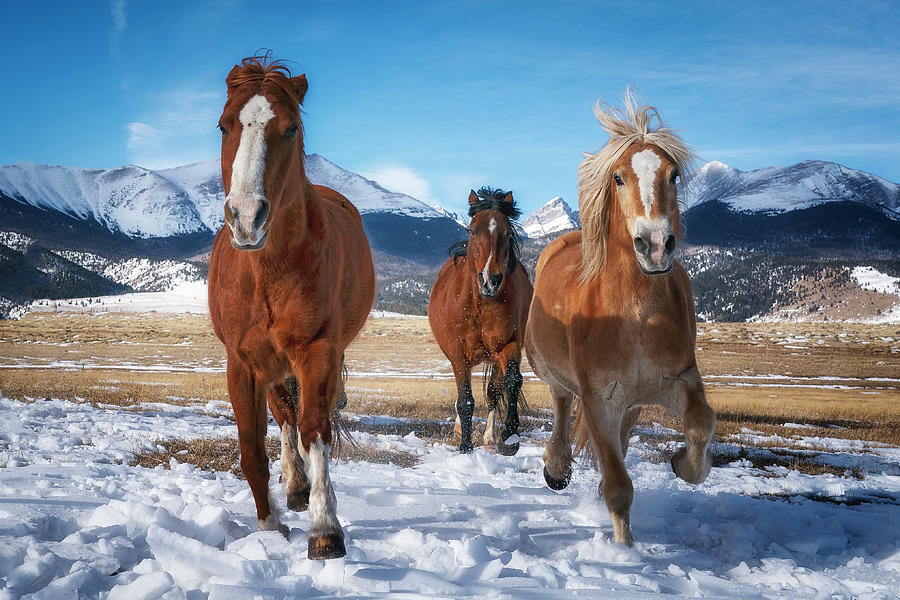 Colorado Horses WC Photograph by David Soldano