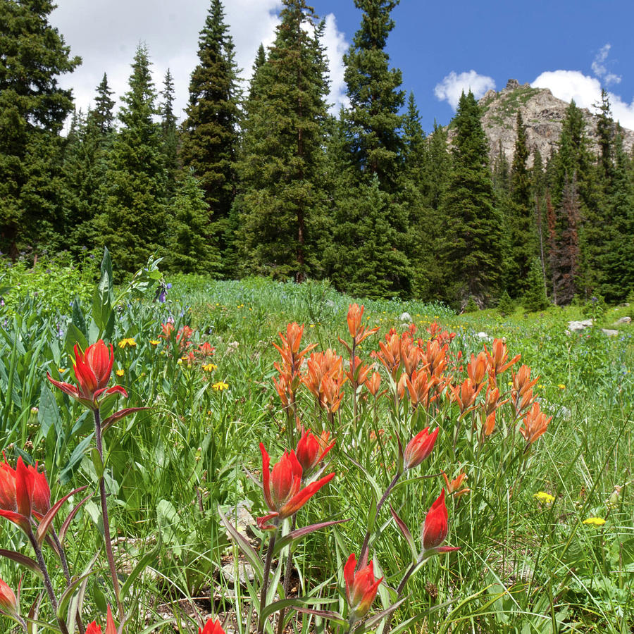 Colorado Indian Paintbrush with Forest and Mountain Photograph by Cascade Colors