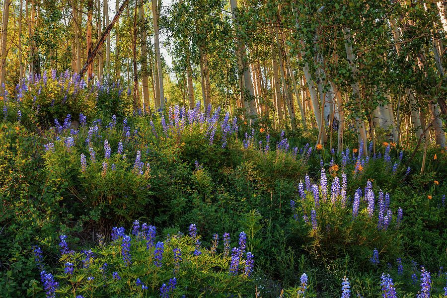 Colorado Lupines Photograph by Andrew Soundarajan