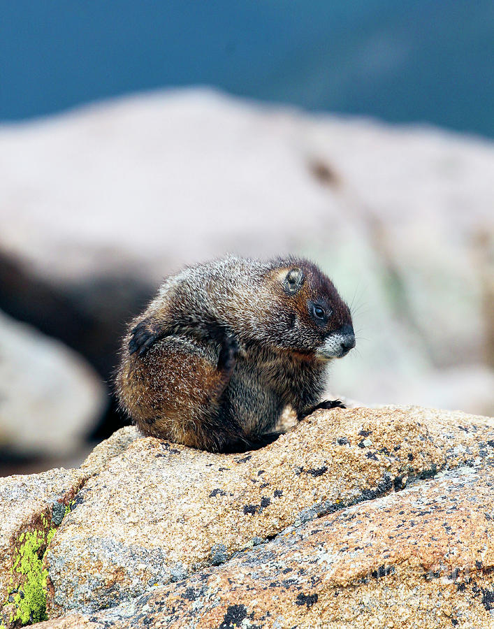 Colorado Marmot Photograph by Shirley Dutchkowski