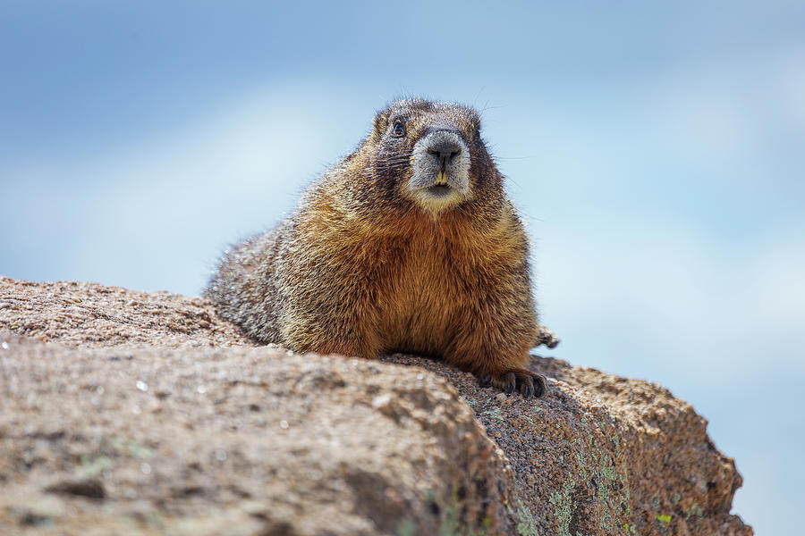Colorado Marmot Photograph by Tim Stanley