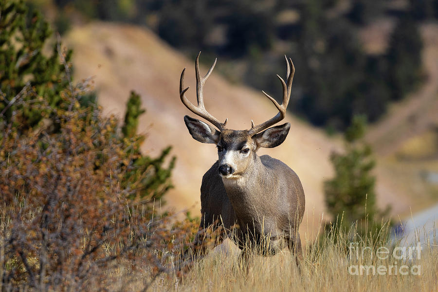Colorado Mountain Buck Deer Photograph