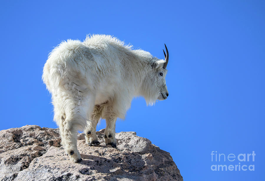 Colorado Mountain Goat Photograph by Shirley Dutchkowski