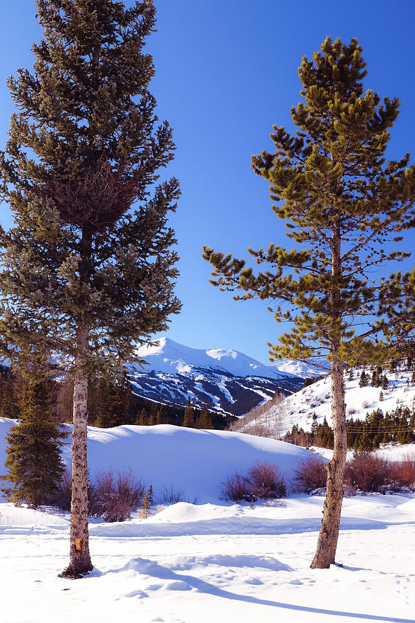 Colorado Mountains Photograph