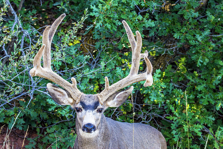 Colorado Mule Deer 001708 Photograph by Renny Spencer