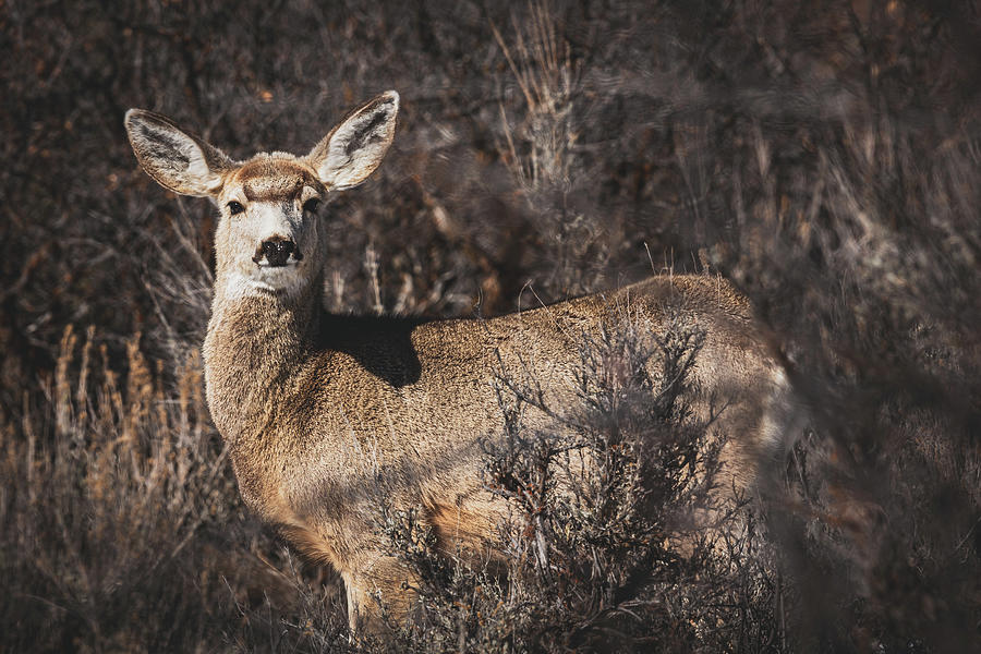 Colorado Mule Deer Photograph by Brian Anderson Colorado Mule Deer Photograph by Brian Anderson