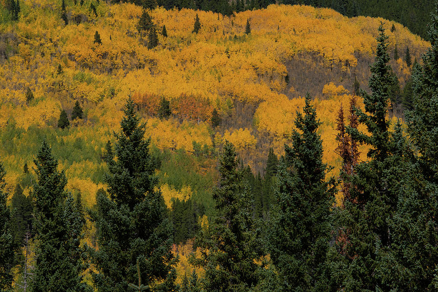 Colorado Peak Autumn Aspen Photograph by Cascade Colors Fine Art America