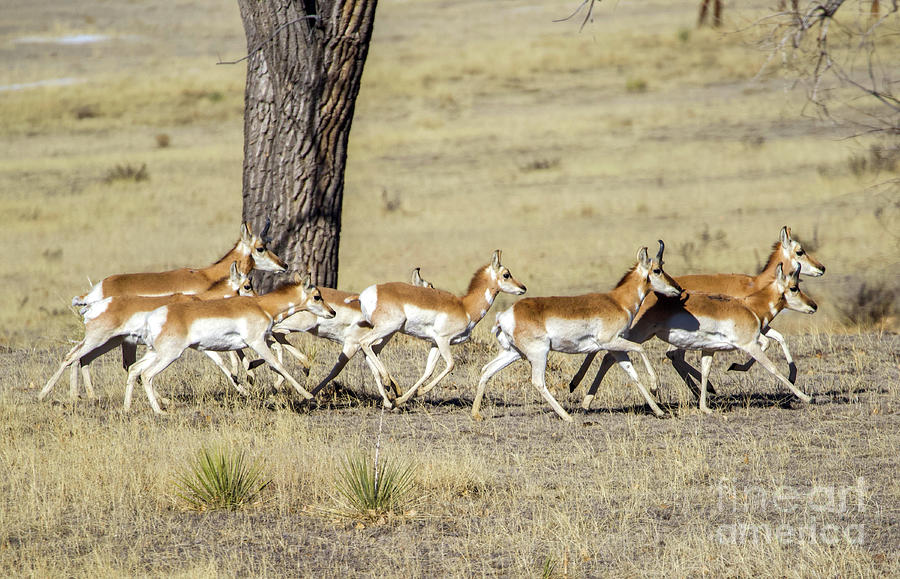 Colorado Pronghorn Herd Photograph by Shirley Dutchkowski
