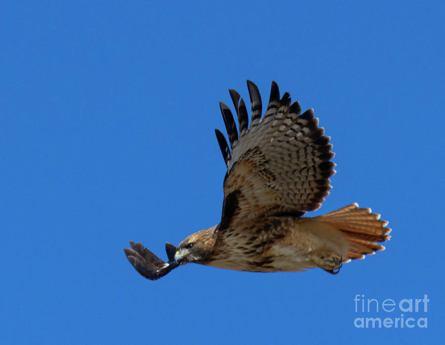 Hawk Photograph - Colorado Red-tailed Hawk in Flight by Steven Krull
