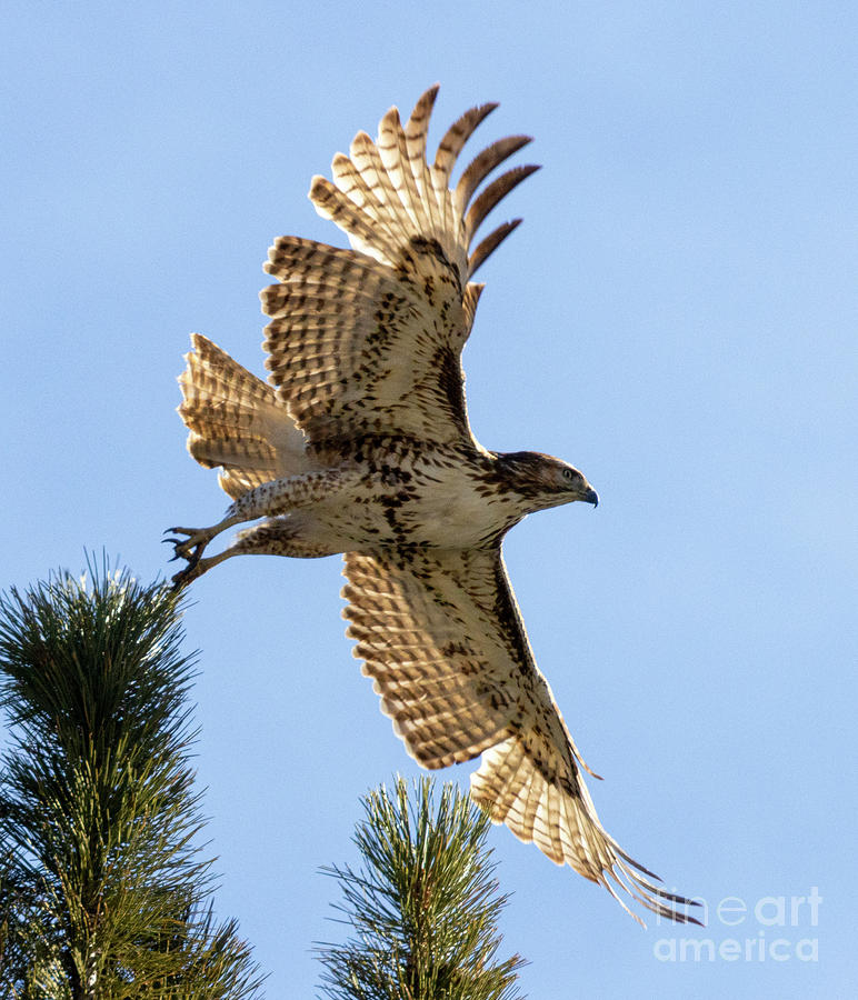 Colorado Red-tailed Hawk Photograph