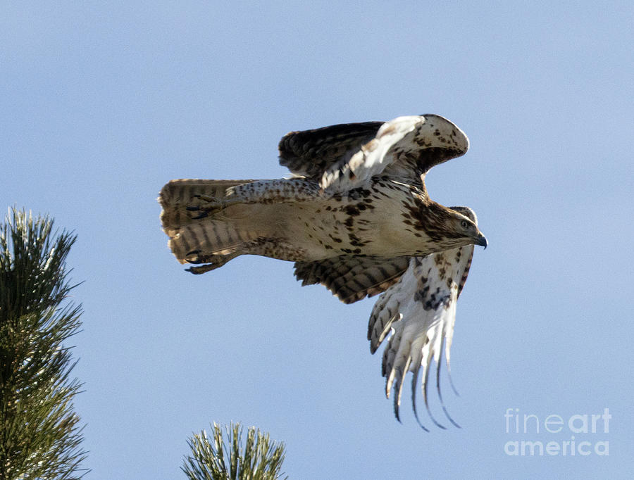 Colorado Red-tailed Hawkin Flight Photograph