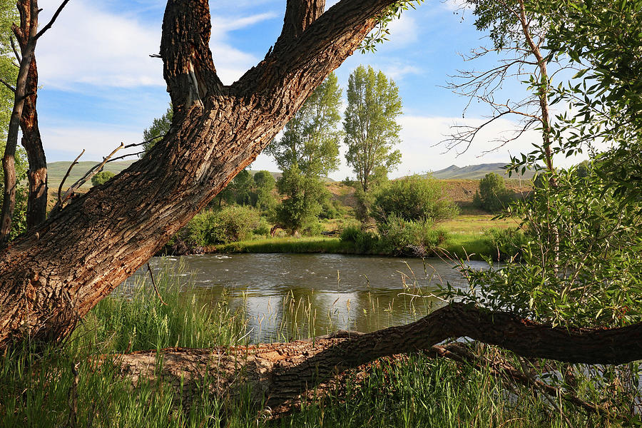Colorado River By Granby Photograph