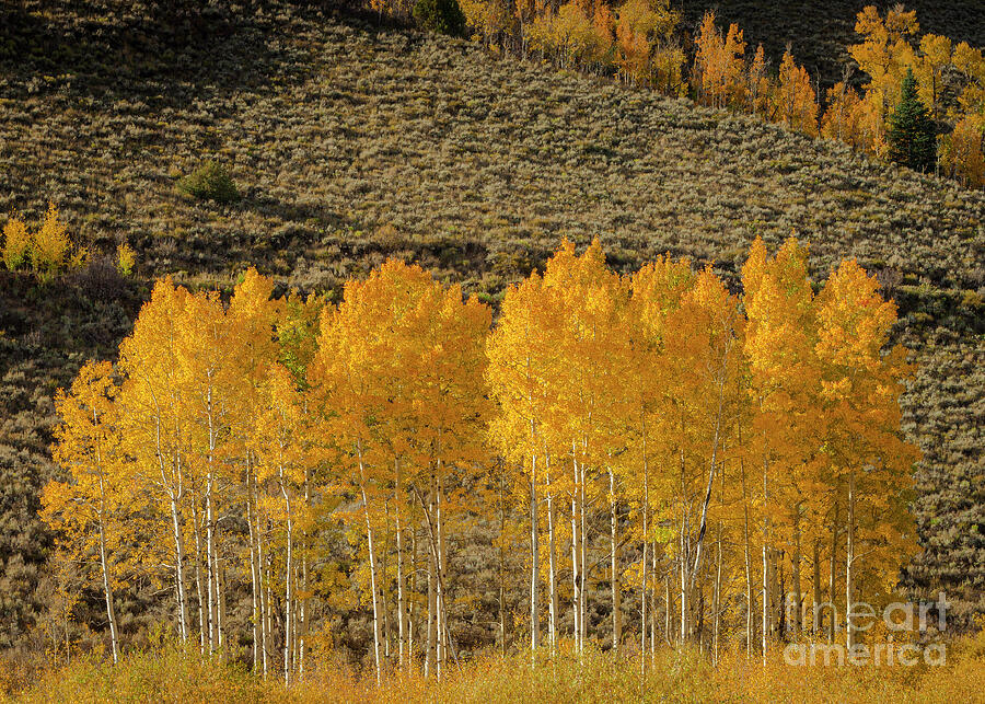 Colorado Rockies Photograph by Maresa Pryor-Luzier