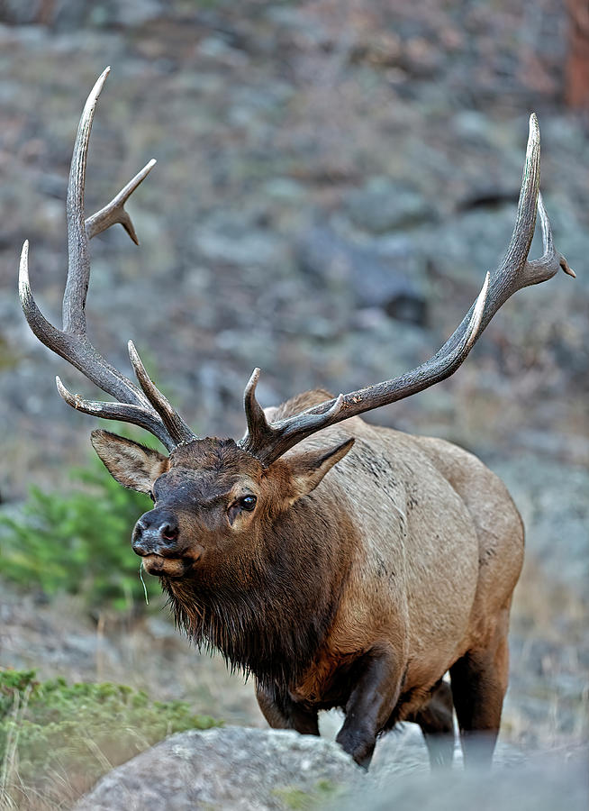 Colorado Rocky Mountain Bull Elk  Photograph by Gary Langley
