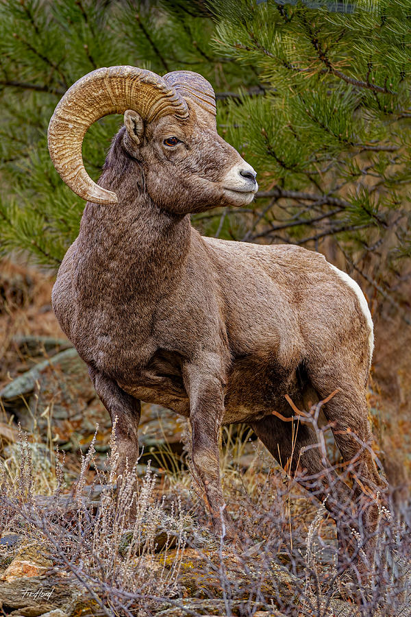 Colorado Rocky Mtn Bighorn Sheep Ram Photograph by Fred J Lord
