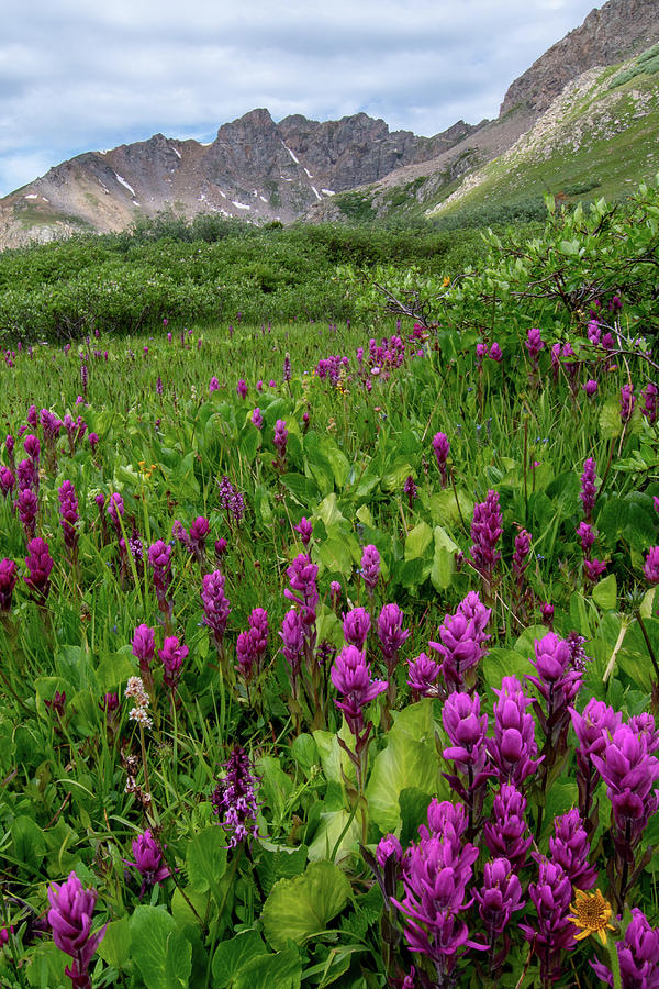 Colorado Rosy Paintbrush and Mountain Peak Portrait Photograph by Cascade Colors