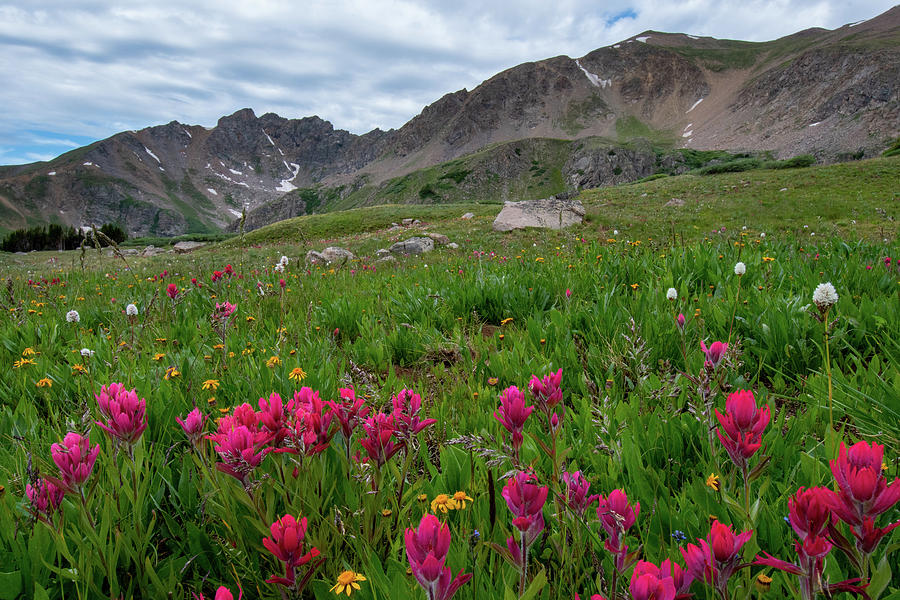 Colorado Rosy Paintbrush Meadow Photograph by Cascade Colors