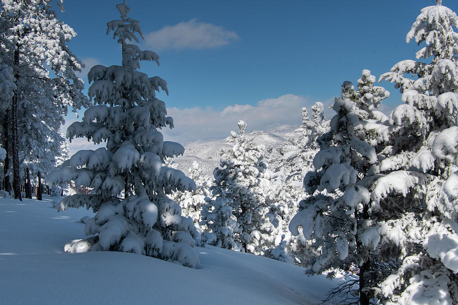 Colorado Snowy Foothills Forest Photograph by Cascade Colors