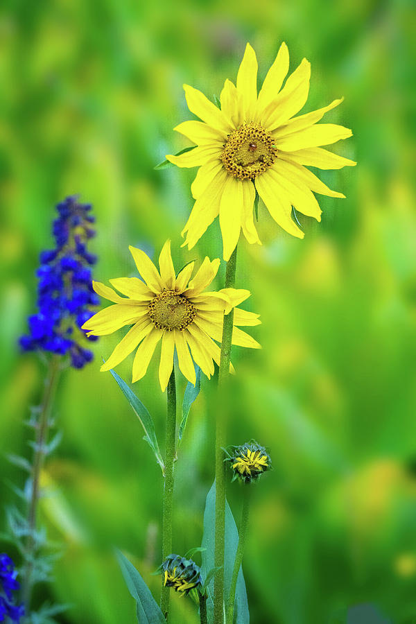 Colorado Sunflowers Photograph by Lynn Bauer