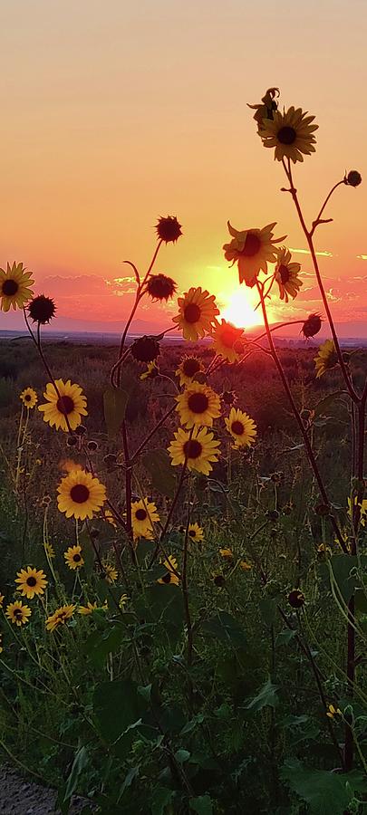 Colorado Sunset  Photograph by Ally White