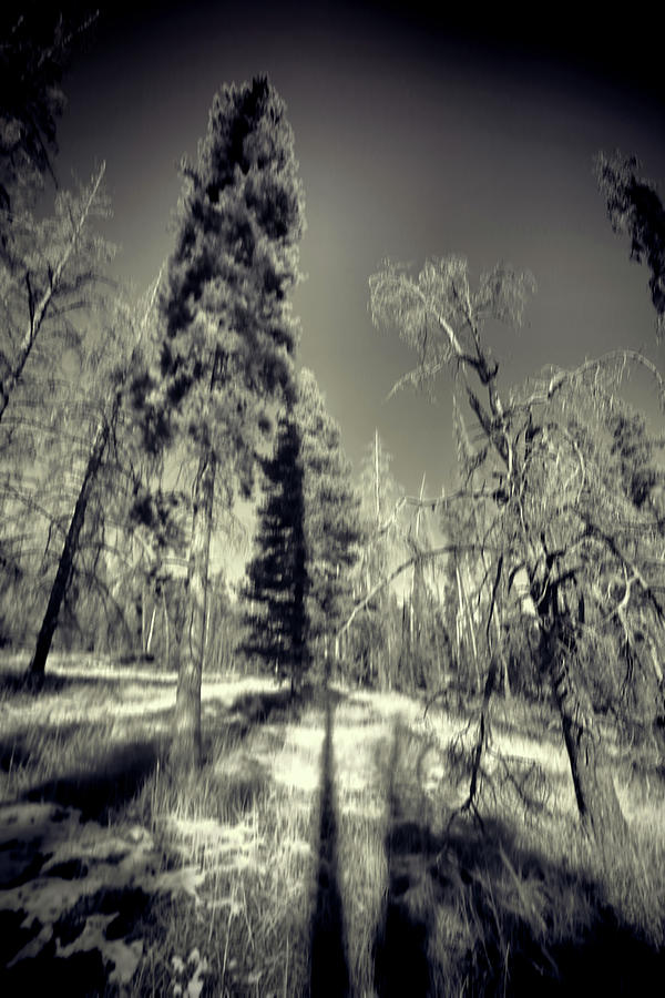 Colorado Trees Pinhole BW Photograph by Cathy Anderson