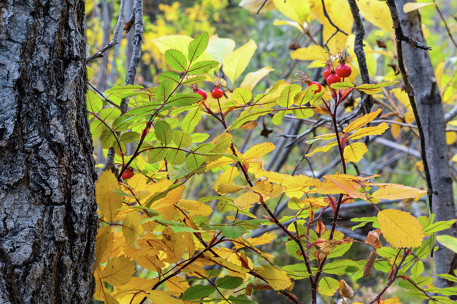 Colorado Wild Red Berries Photograph by James BO Insogna
