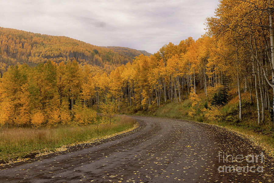 Colorado Wilderness Road Photograph by Terri Cage