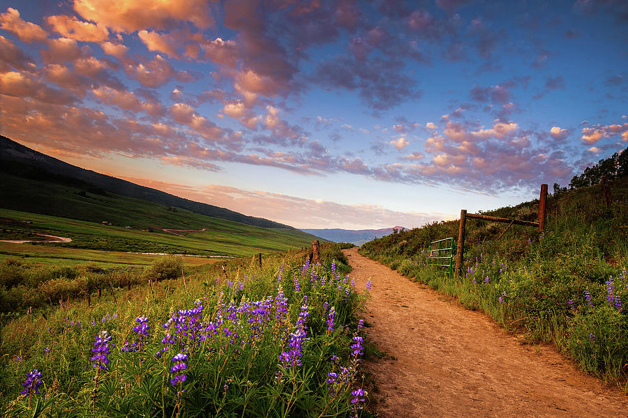 Colorado Wildflower Trail Photograph