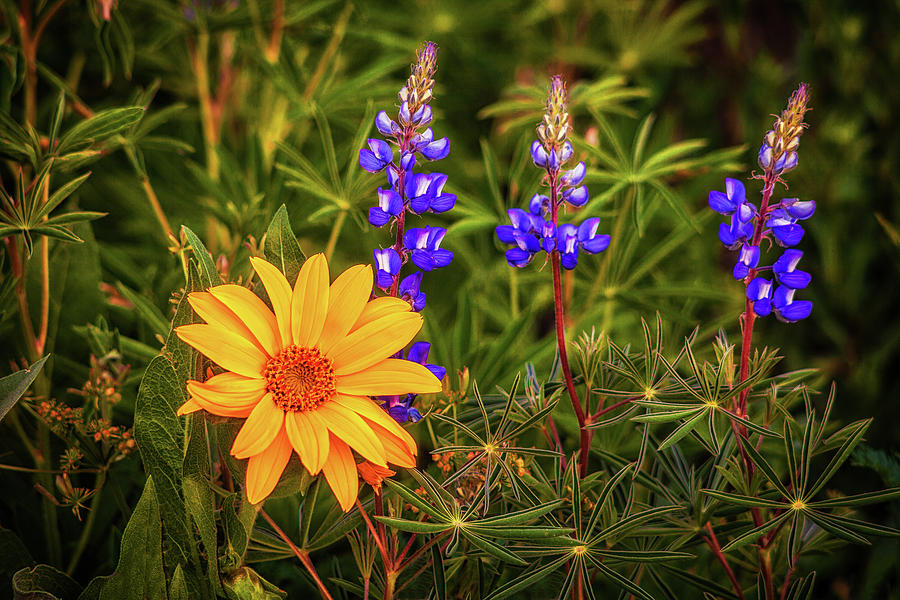 Colorado Wildflowers Photograph by Andrew Soundarajan