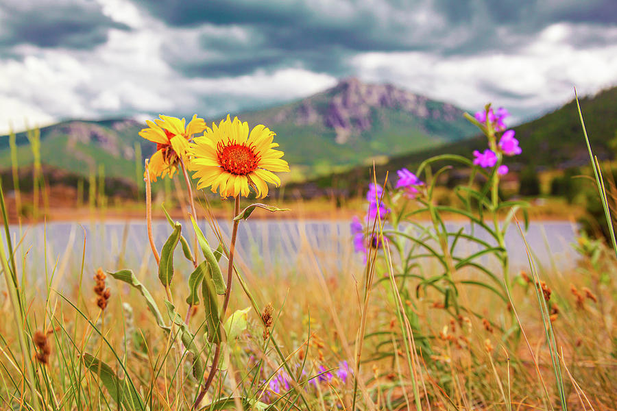 Wildflowers at Marys Lake in Estes Park, Colorado Photograph by Jeanette Fellows
