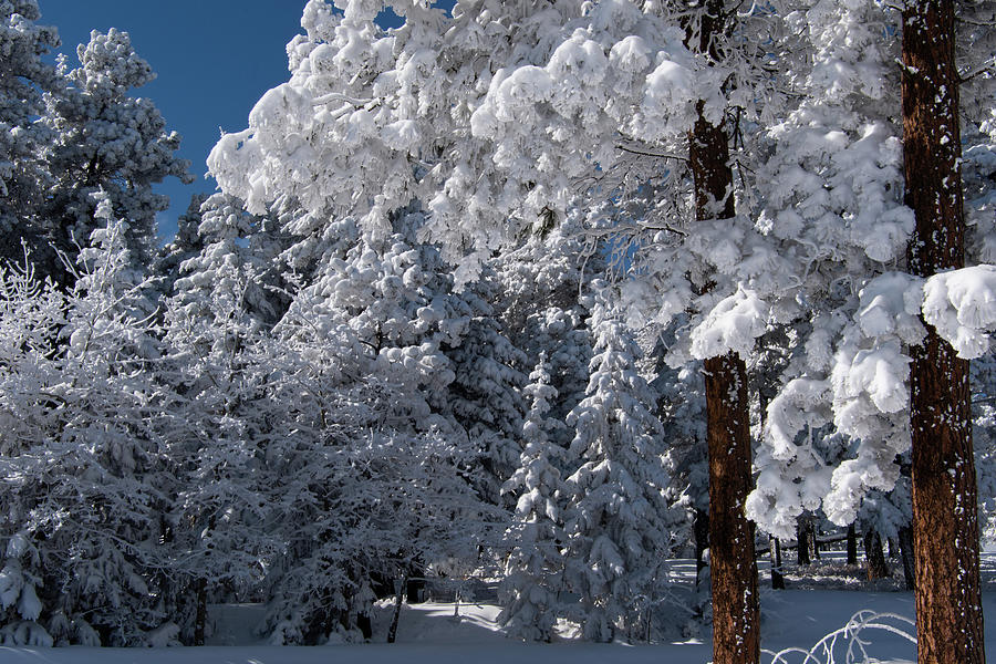 Colorado Winter Snowy Wonderland Photograph by Cascade Colors