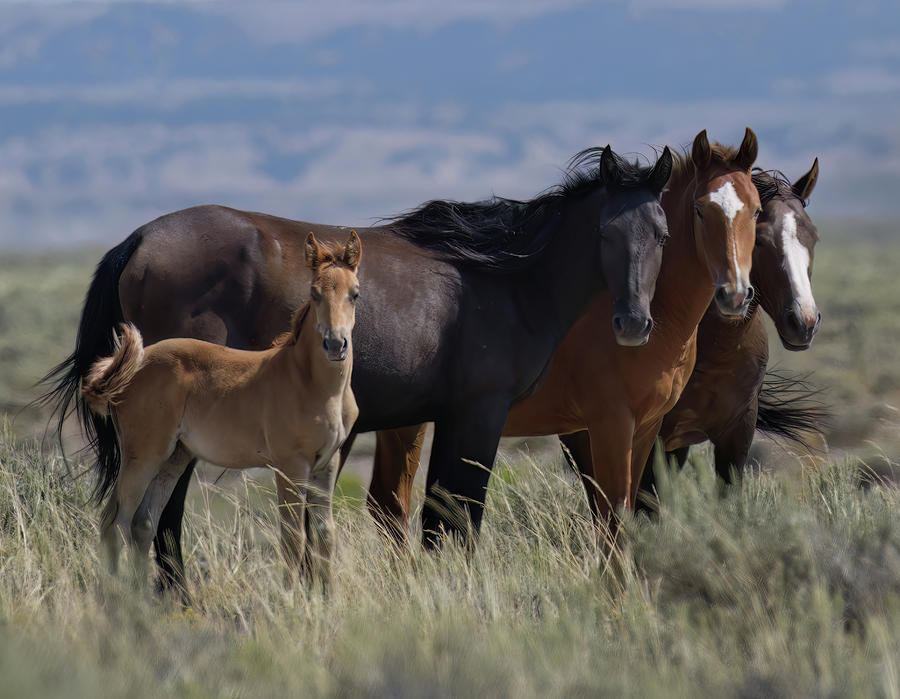 Colorados Sand Wash Basin Wild Horse Family Photograph by Barbara Sophia Travels
