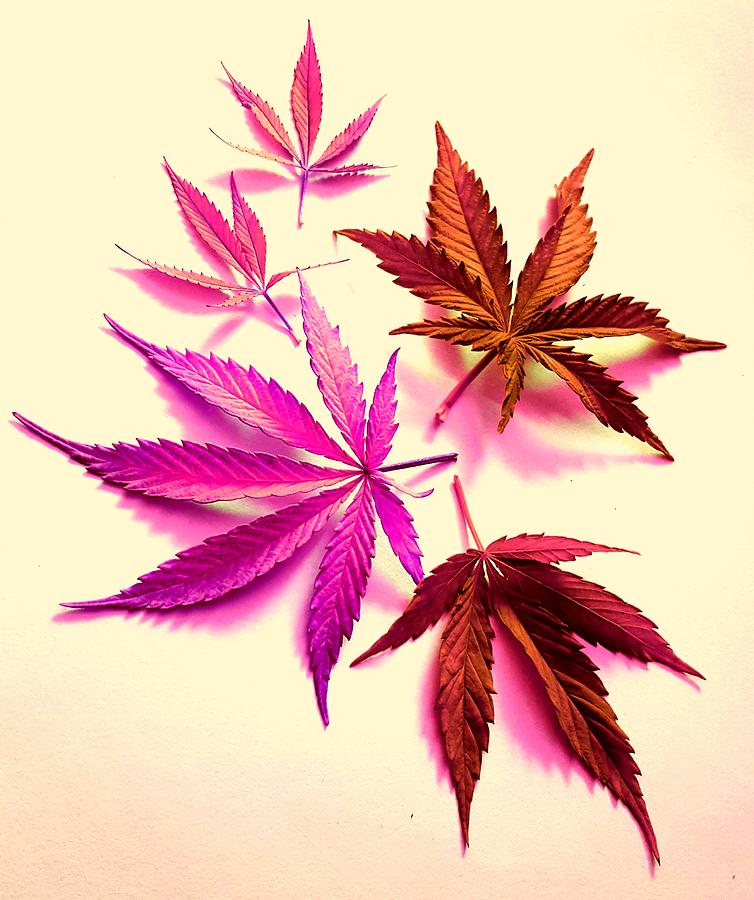 Colored Cannabis Leaves Photograph by Loraine Yaffe