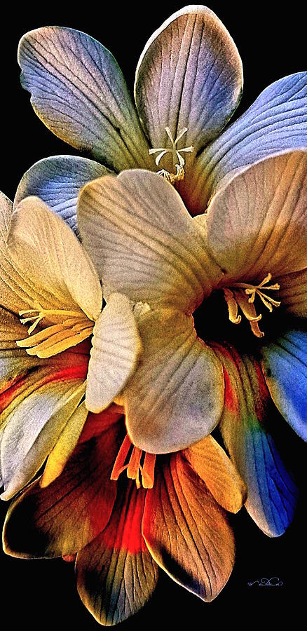 Colored Freesias Photograph by Carol Walden