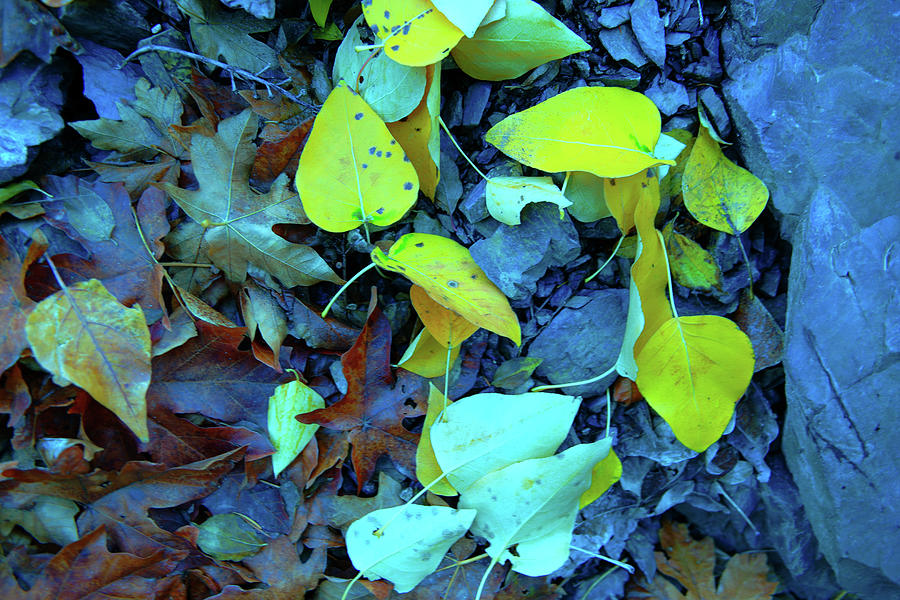 Colored Leaves On The Ground Photograph