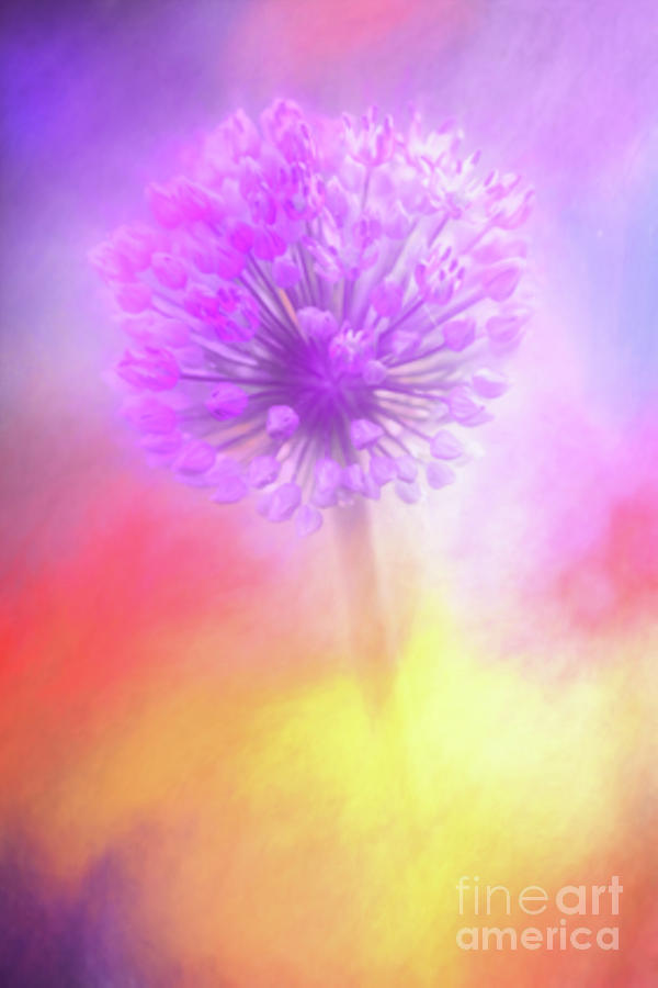 Colorful Abstract Allium Photograph