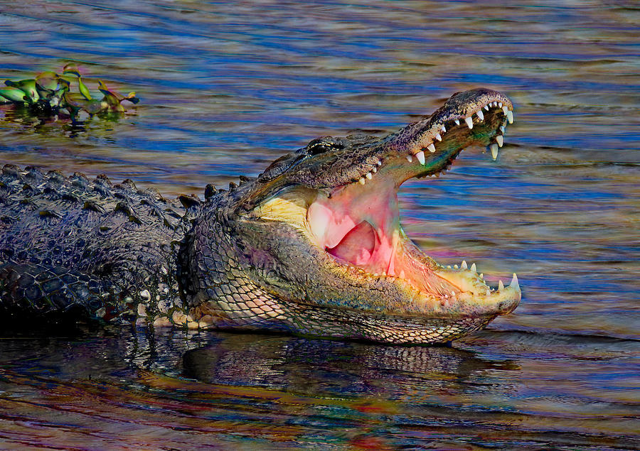Colorful Alligator Mixed Media by Rosalie Scanlon
