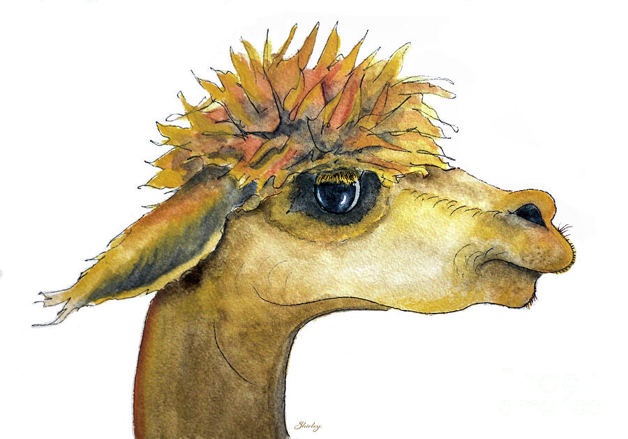 Colorful Llama Portrait Painting - Colorful Alpaca Portrait by Shirley Dutchkowski