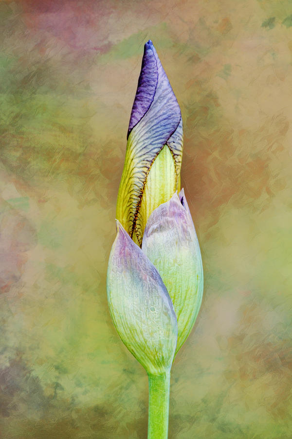 Colorful and Artsy Iris Bud Portrait Digital Art by Gaby Ethington