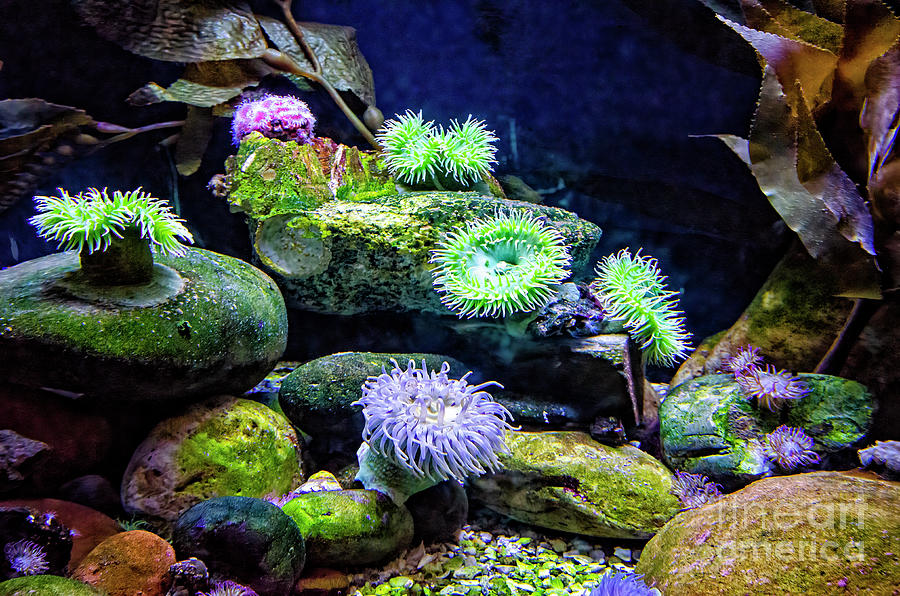 Colorful Anemones  Photograph by Kathleen K Parker