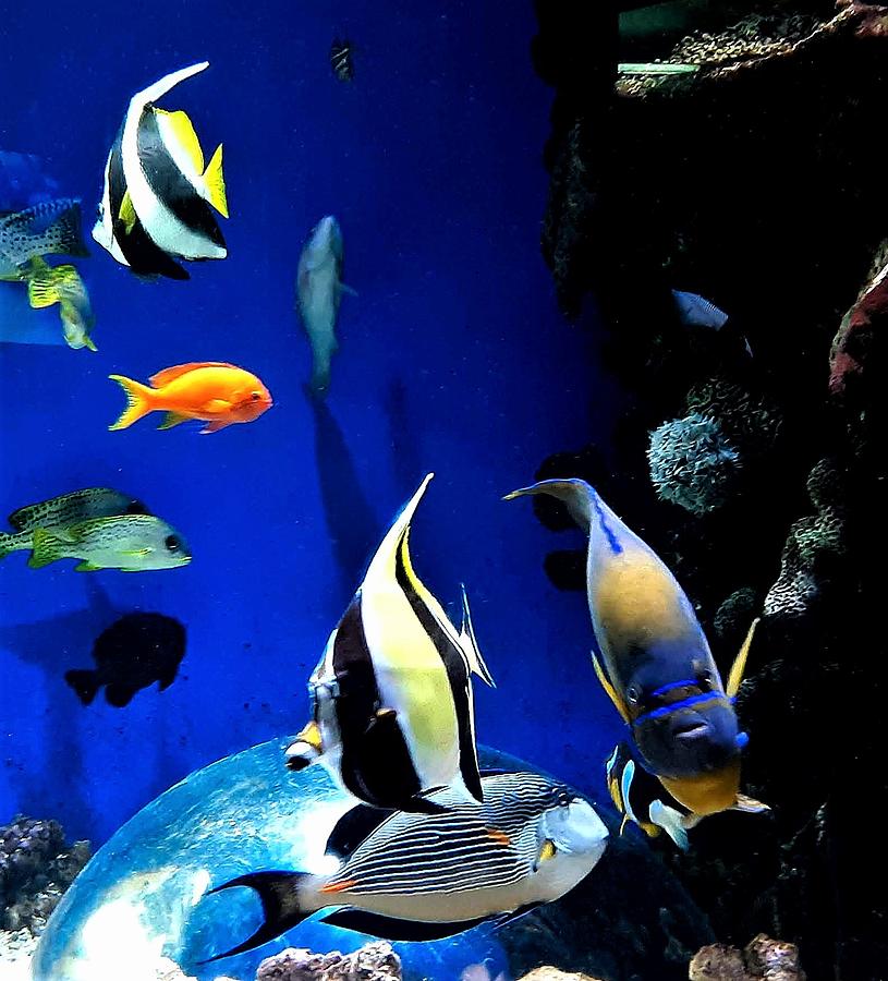 Colorful Aquarium Residents  Photograph by Linda Stern