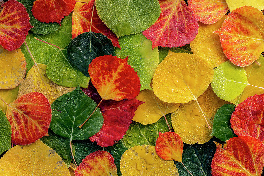 Colorful Aspen tree leaves on ground Photograph by Teri Virbickis