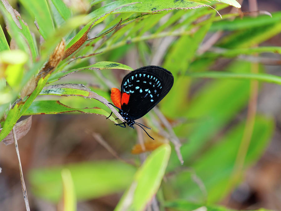 Colorful Atala Butterfly Photograph