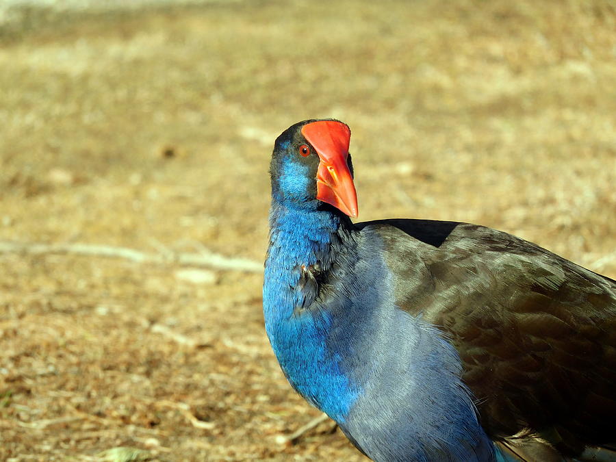 Colorful Aussie Bird  Photograph by Roberto Gagliardi