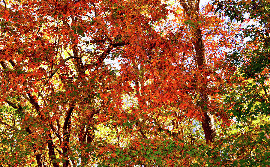 Colorful Autumn Leaves 3 High Resolution XL Photograph by Katy Hawk